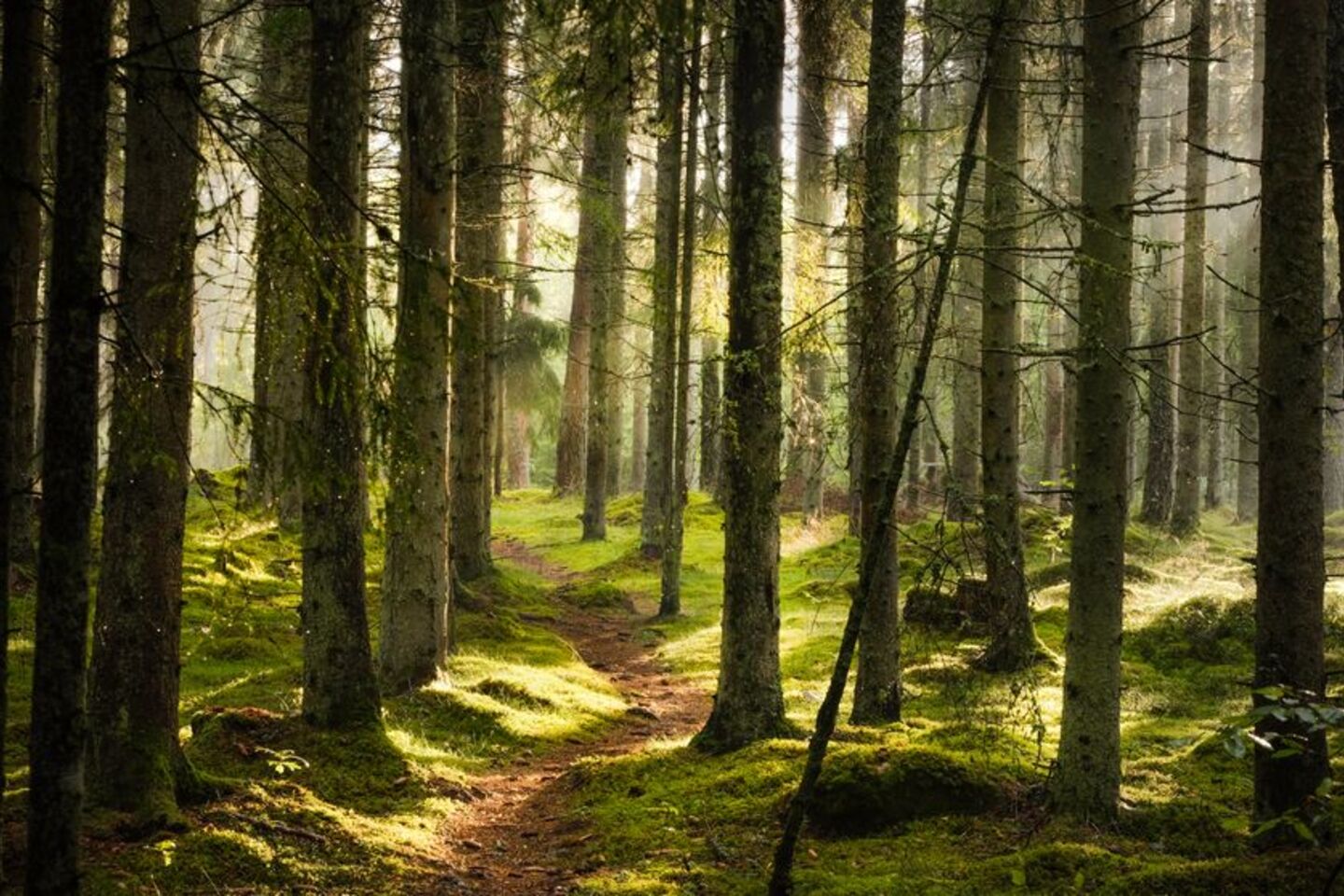 Les arbres ont une vie secrète que nous n'imaginons pas