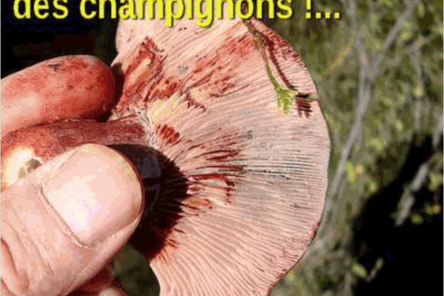 10 champignons incontournables de l'automne