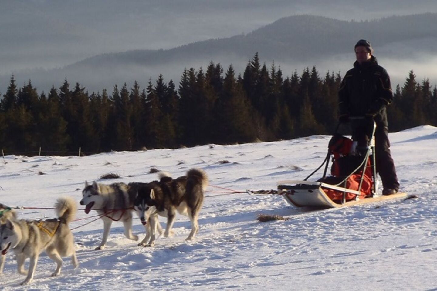 Balade en chiens de traîneaux