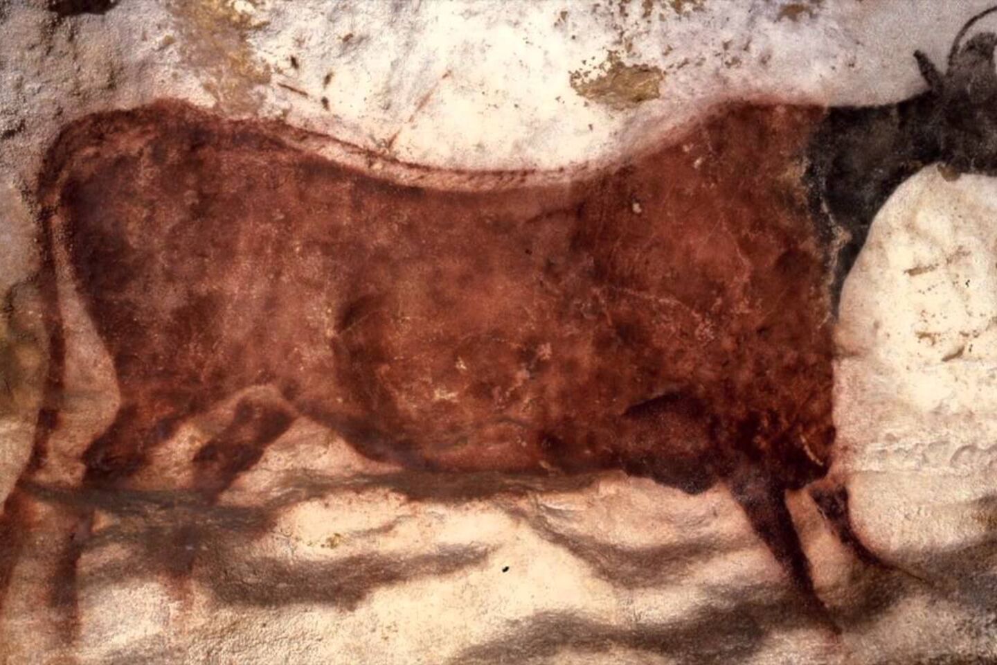 Visite virtuelle des grottes de Lascaux