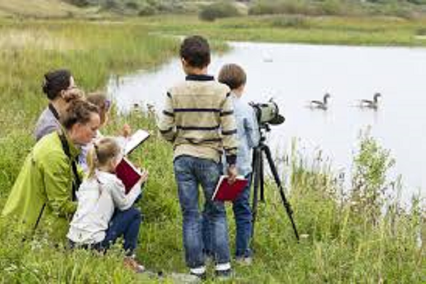 les oiseaux du parc du Marquenterre