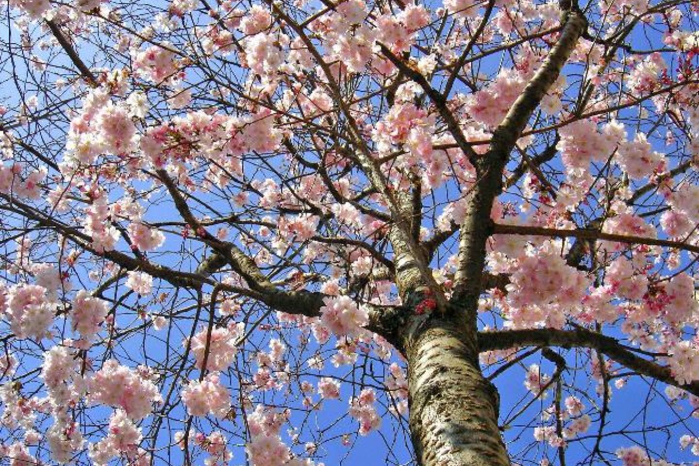 Ouverture et fermeture du mois de mai