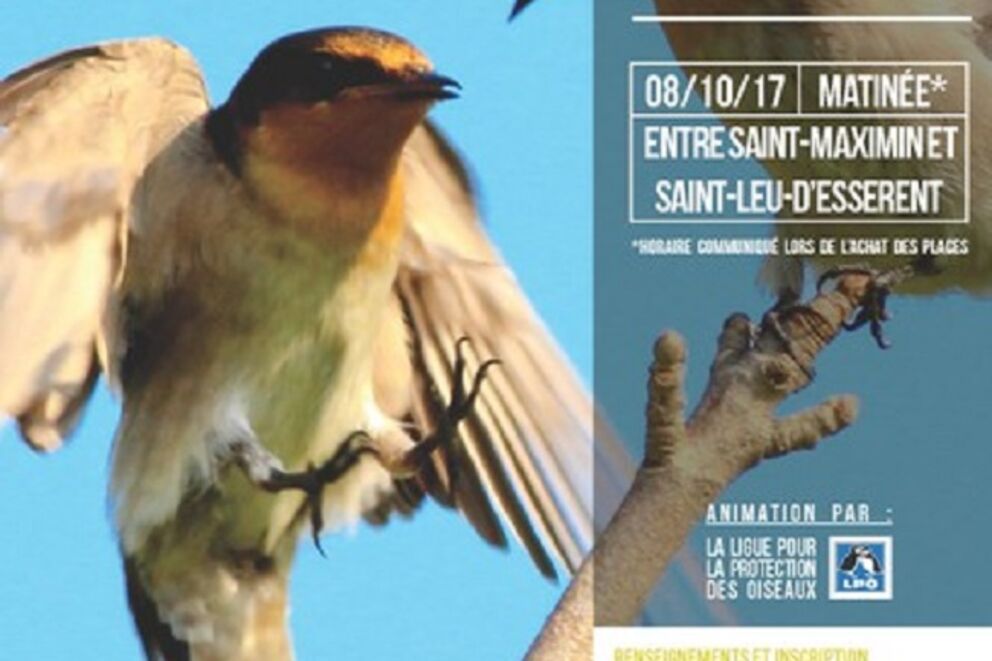 Sortie nature - le chant des oiseaux 