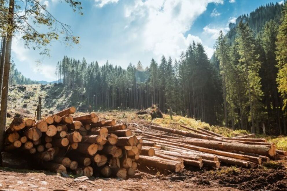 La filière bois, l'autre industrie gagnante du plan France 2030