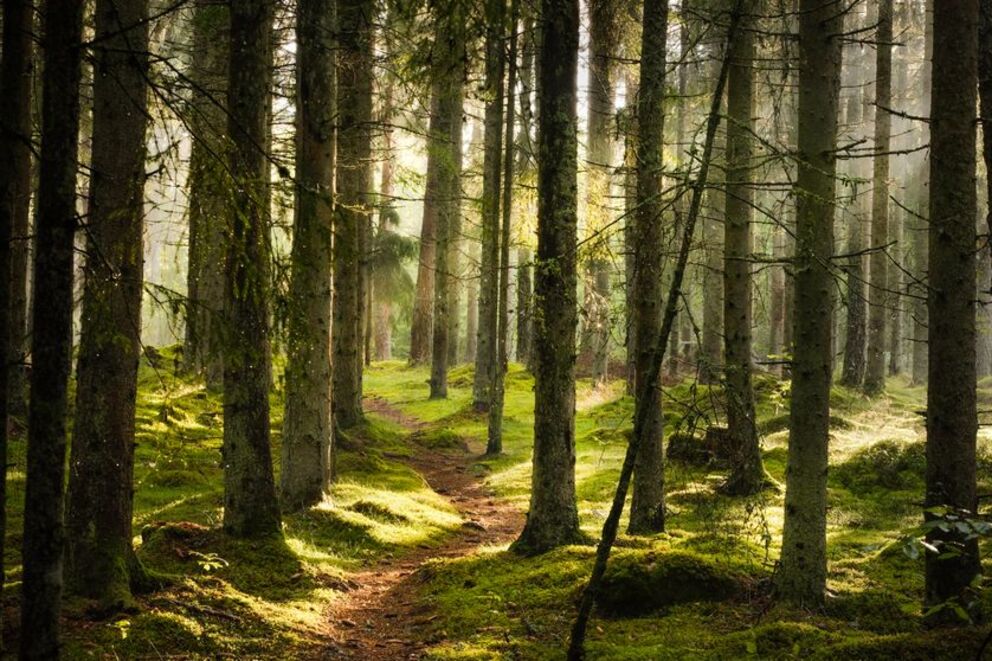 Les arbres ont une vie secrète que nous n'imaginons pas