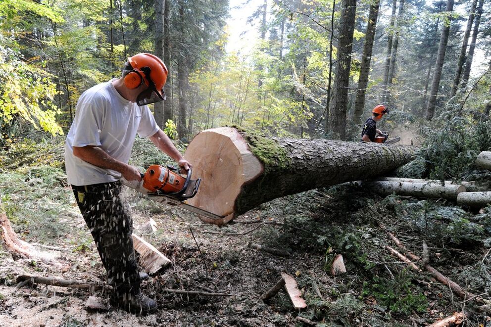 Filière bois : région Grand Est - partie 1