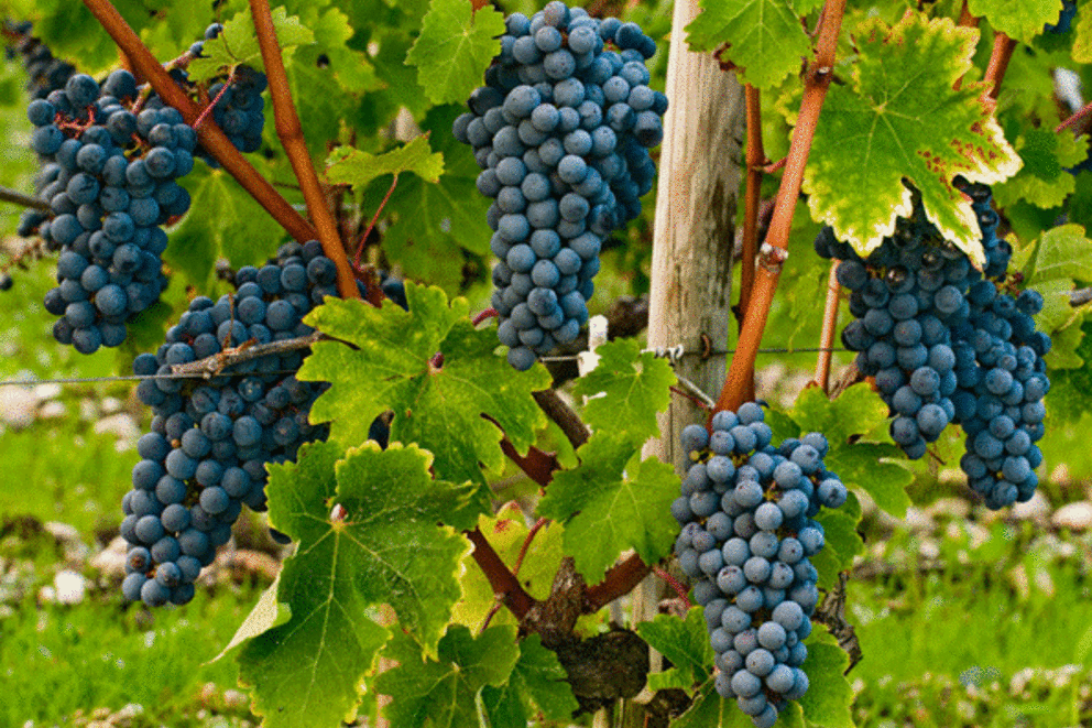 Vendanges en Lorraine